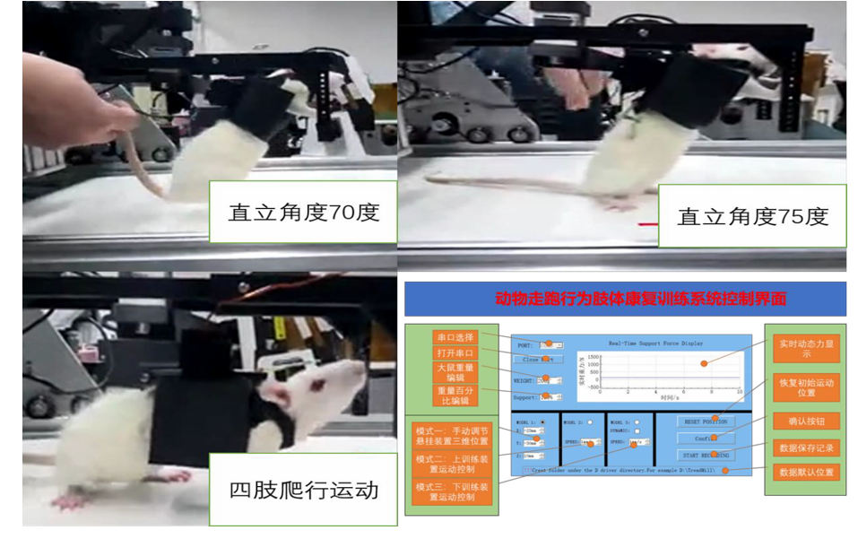 小動物三維懸吊運動訓練系統